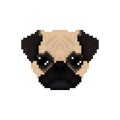 Mops dog head in pixel art style.