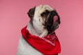 Mops dog licking his nose with his eyes closed Royalty Free Stock Photo