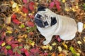 Mops in fall leaves Royalty Free Stock Photo