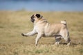 Mops free run Royalty Free Stock Photo