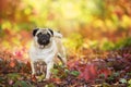 Mops portrait in fall leaves Royalty Free Stock Photo