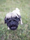 Mops Puppy - Wide Angle