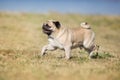 Mops run free Royalty Free Stock Photo