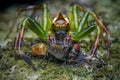 Mopsus mormon jumping spider with prey