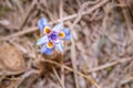 Moraea setifolia, purple Iris Wild flowers during spring Royalty Free Stock Photo