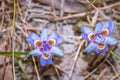 Moraea setifolia, purple Iris Wild flowers during spring Royalty Free Stock Photo