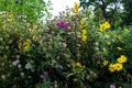 Native wildflowers in a prairie at Moraine Hills State Park Royalty Free Stock Photo