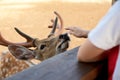 Moral education of children. A child with admiration reaches out to a deer that has come to the fence of the farm: the boy`s hand Royalty Free Stock Photo