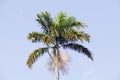 Morass Cabbage Palm, Roystonea Princeps Royalty Free Stock Photo