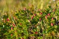 Morass with growing cloudberrys rubus chamaemorus Royalty Free Stock Photo