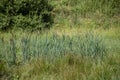 Morass with reed grass Royalty Free Stock Photo