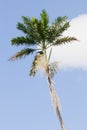 Morass Royal Palm, Roystonea Princeps Royalty Free Stock Photo