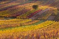 Moravian autumn vineyards