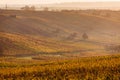 Moravian autumn vineyards