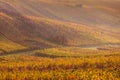 Moravian autumn vineyards