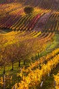 Moravian autumn vineyards