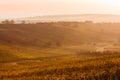 Moravian autumn vineyards