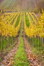 Moravian autumn vineyards