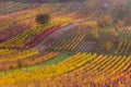 Moravian autumn vineyards