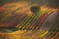 Moravian autumn vineyards Royalty Free Stock Photo