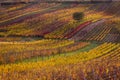 Moravian autumn vineyards