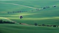 Moravian fields green and white lonely blossoming tree in the morning sun. South Moravia Czech Republic. Royalty Free Stock Photo