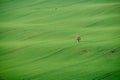 Moravian green fields and young tree. South Moravia Czech Republic. Royalty Free Stock Photo