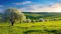 Moravian green rolling landscape with blooming apple-tree. Landscape with white spring flowering trees on green hill, which is Royalty Free Stock Photo