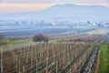 Moravian vinery in the begining of winter