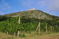 Moravian Vineyard with Ruins of Castle called Devicky on the Hill