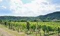 Moravian vineyards Sobes.