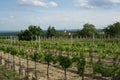 Moravian Wineyard in the Spring