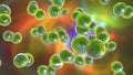Moraxella catarrhalis bacteria, illustration. Gram-negative aerobic bacterium, diplococcus, causes infections of respiratory