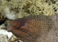 Moray Royalty Free Stock Photo