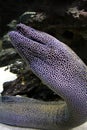 Moray Eeel Royalty Free Stock Photo
