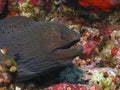 Moray eel