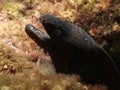 Moray eel Royalty Free Stock Photo