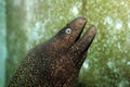 Moray eel Royalty Free Stock Photo
