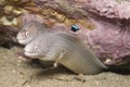 Moray Eel Royalty Free Stock Photo