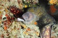 Moray Eel Royalty Free Stock Photo