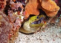 Moray eel Royalty Free Stock Photo