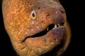 Moray Eel