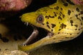 Moray eel