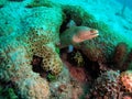 Moray Eel