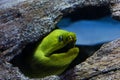 Moray Eel at Aquarium