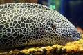 Moray eel in aquarium Royalty Free Stock Photo