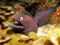 Moray eel Royalty Free Stock Photo