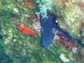 Moray eel, Cala Santanyi, Mallorca