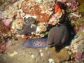 Moray eel in a cave Royalty Free Stock Photo