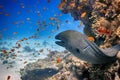 Moray eel in the cave of the coral reef Royalty Free Stock Photo